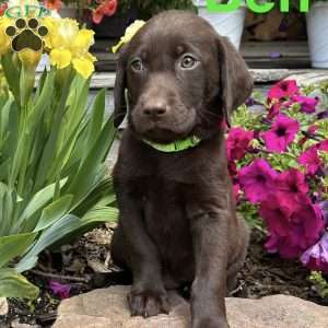 Ben, Chocolate Labrador Retriever Puppy